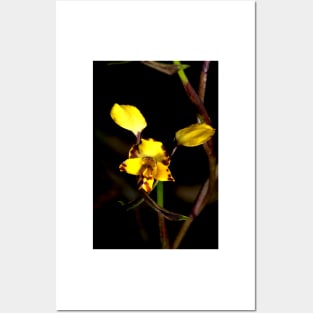 Leopard Orchid 2 Posters and Art